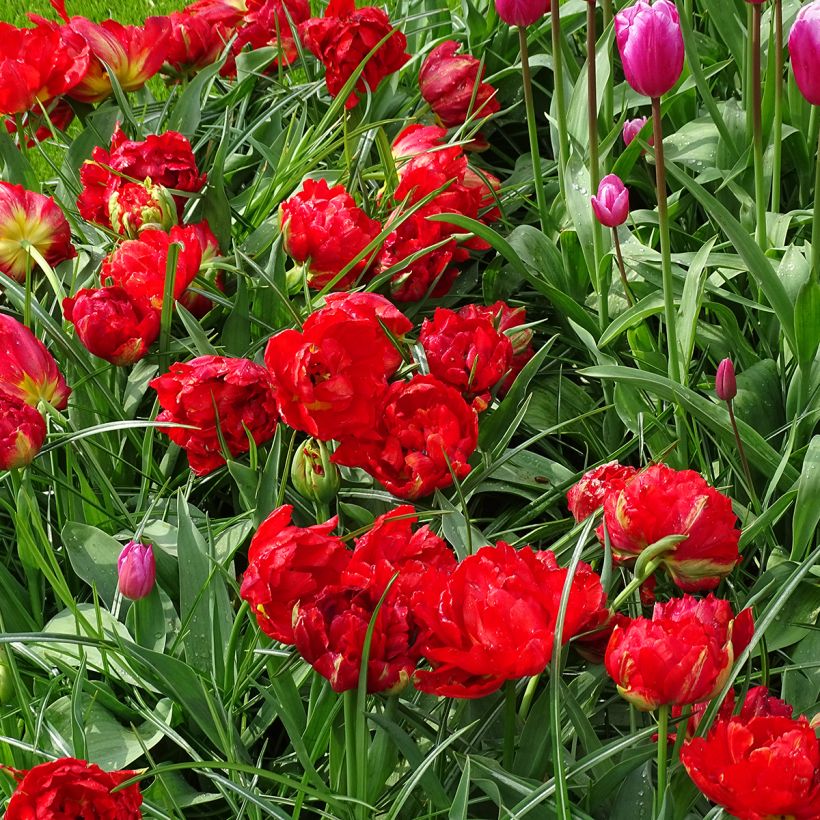 Tulipa Viking - Dubbele vroege tulp (Groeiplaats)