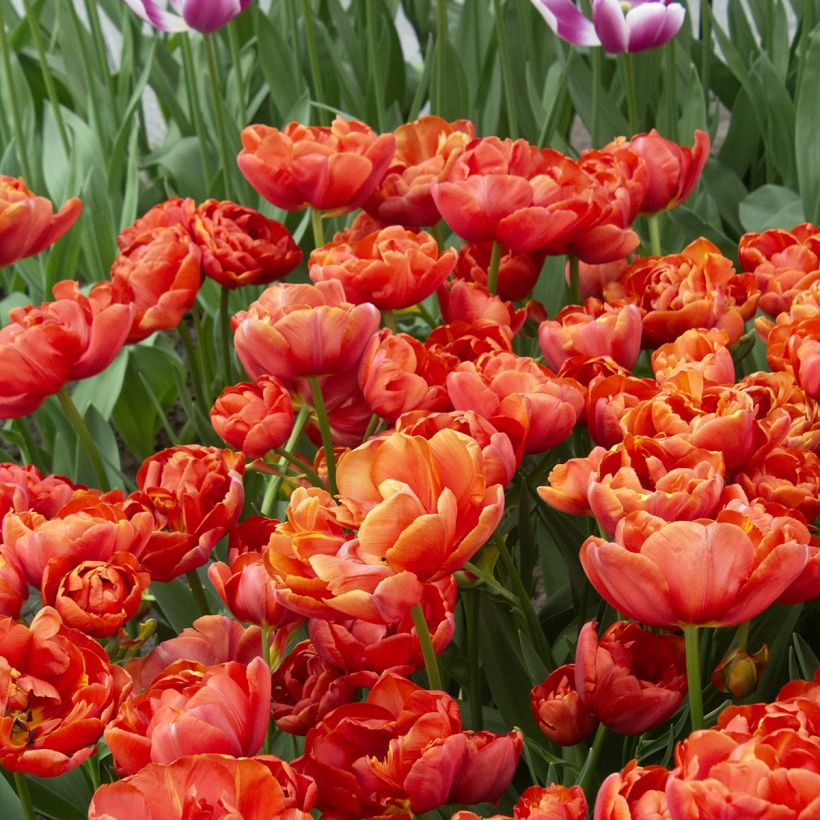 Tulipa Statement - Dubbele late tulp (Bloei)
