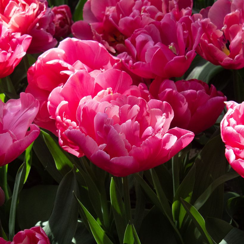 Tulipa Sunset Tropical - Dubbele late tulp (Bloei)