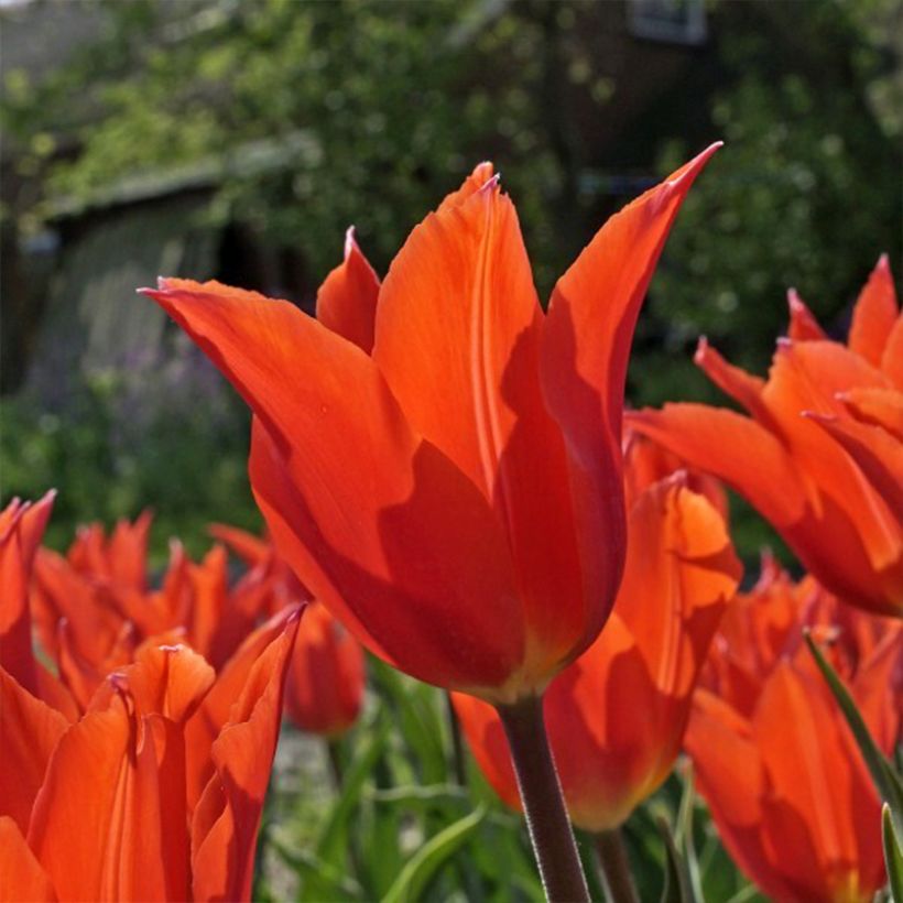 Tulipa Dutch Dancer - Leliebloemige tulp (Bloei)