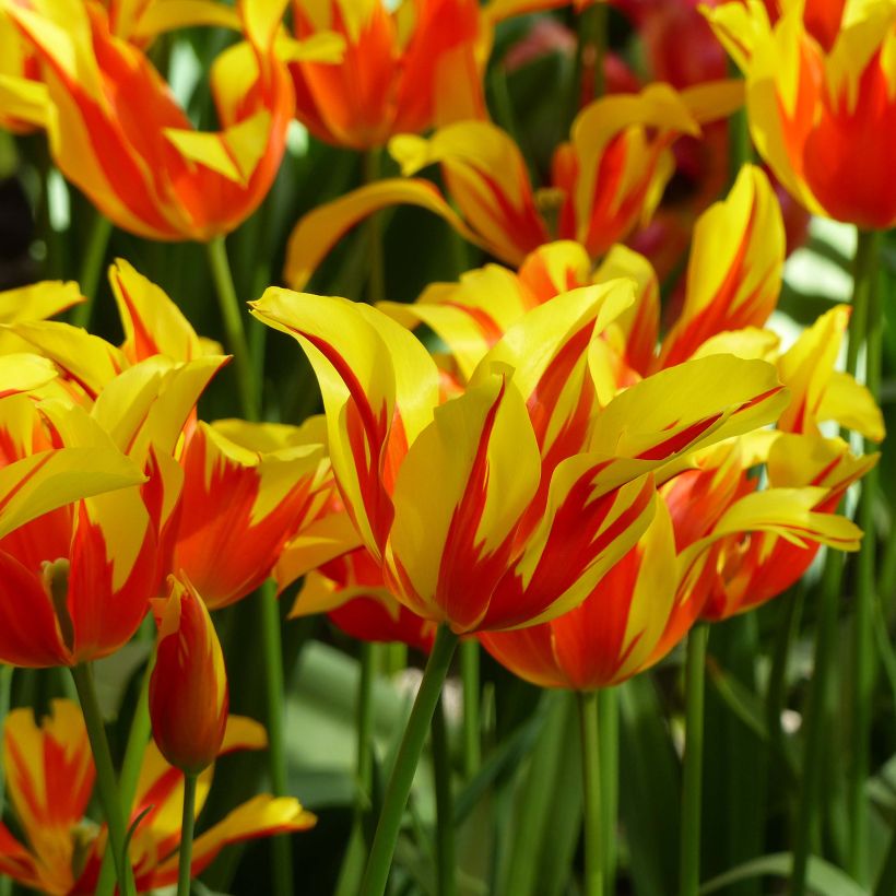 Tulipa Fire Wings - Leliebloemige tulp (Bloei)