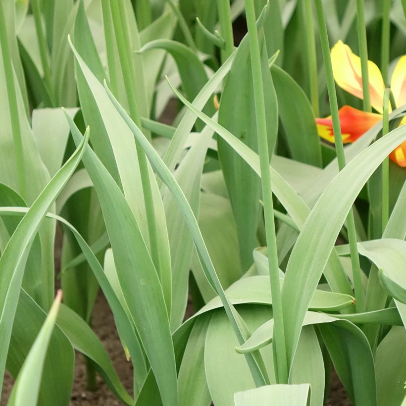 Tulipa Fire Wings - Leliebloemige tulp (Blad)
