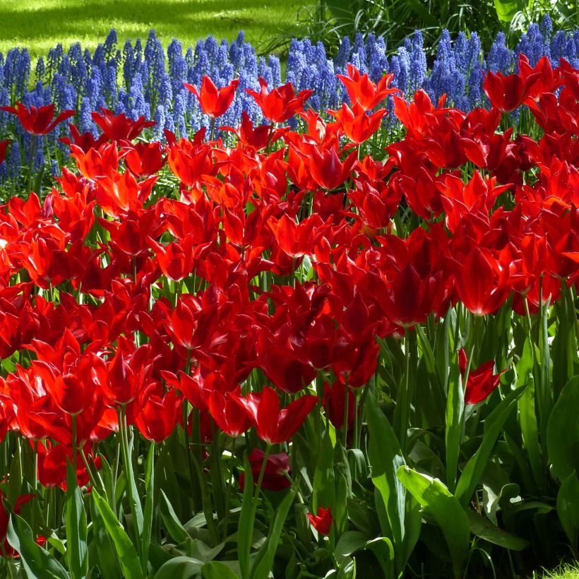 Tulipa Red Shine - Leliebloemige tulp (Bloei)