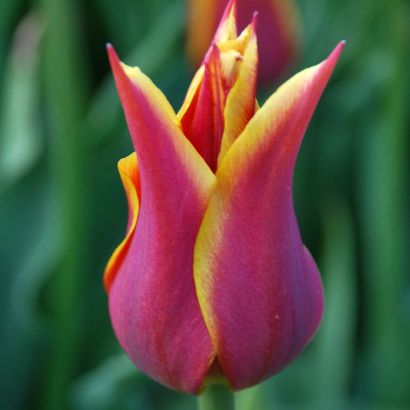 Tulipe Sonnet - Leliebloemige tulp (Bloei)