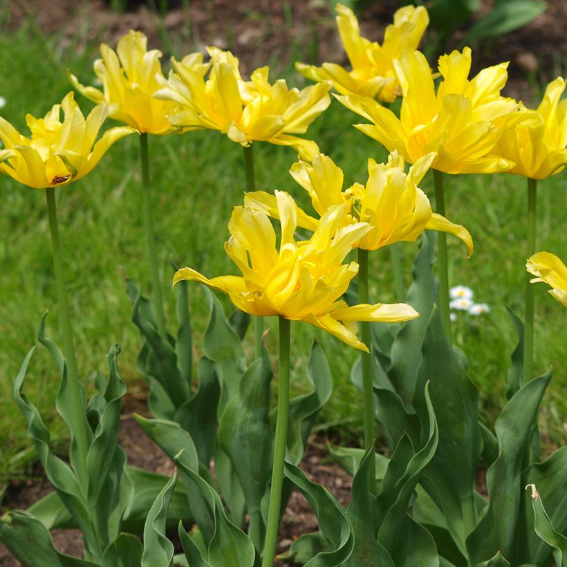 Tulipa Yellow Spider - Leliebloemige tulp (Groeiplaats)