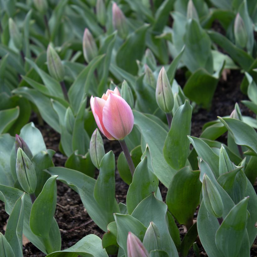 Tulipa fosteriana Albert Heijn - Fosteriana-tulp (Bloei)