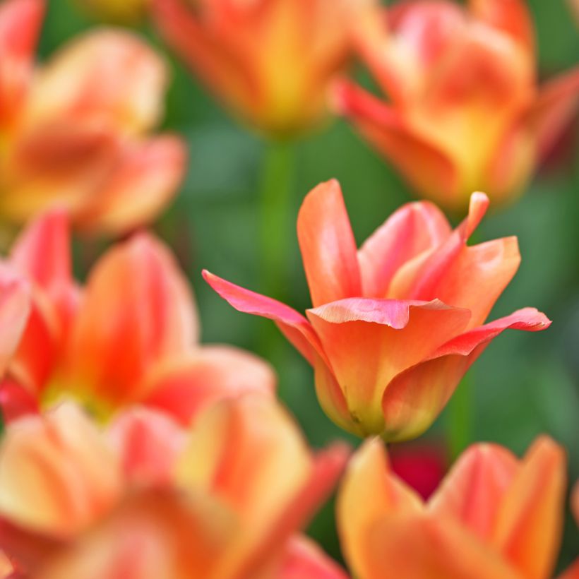 Tulipa fosteriana Apricot Emperor - Fosteriana-tulp (Bloei)