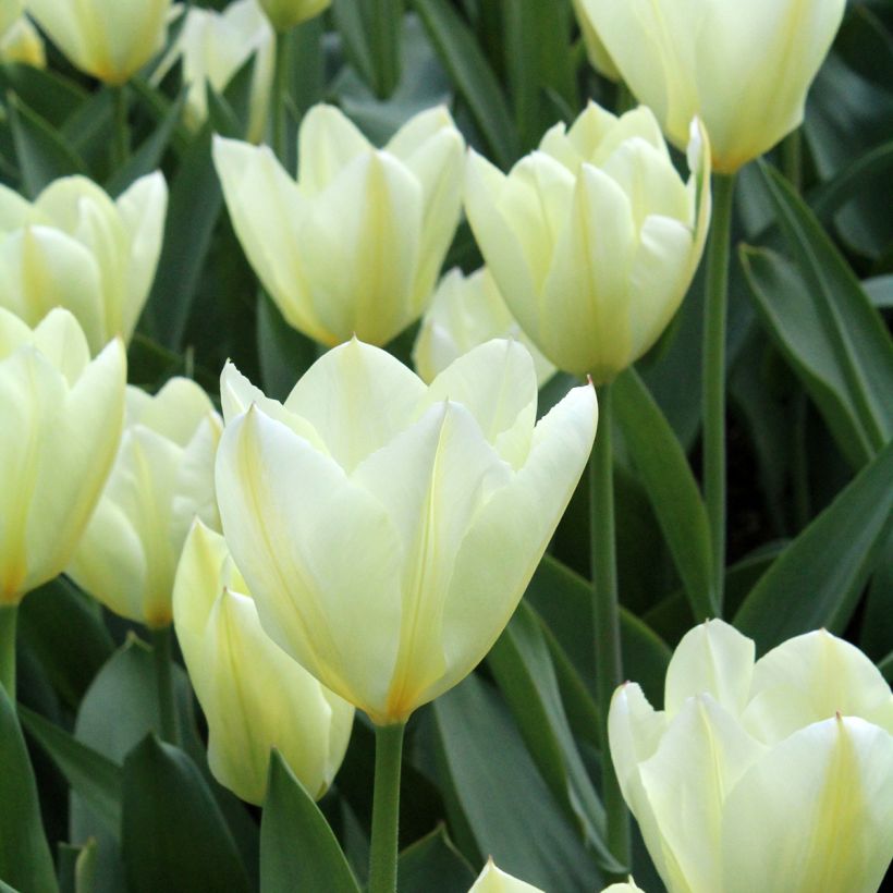 Tulipa fosteriana Purissima - Fosteriana-tulp (Bloei)