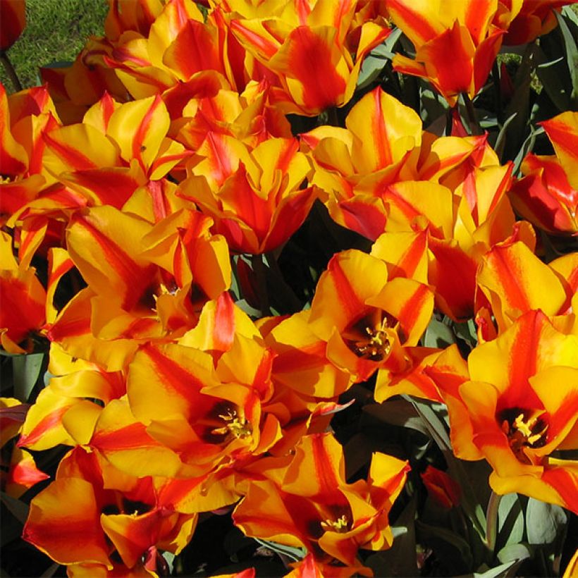 Tulipa greigii Engadin - Greigii‑tulp (Bloei)