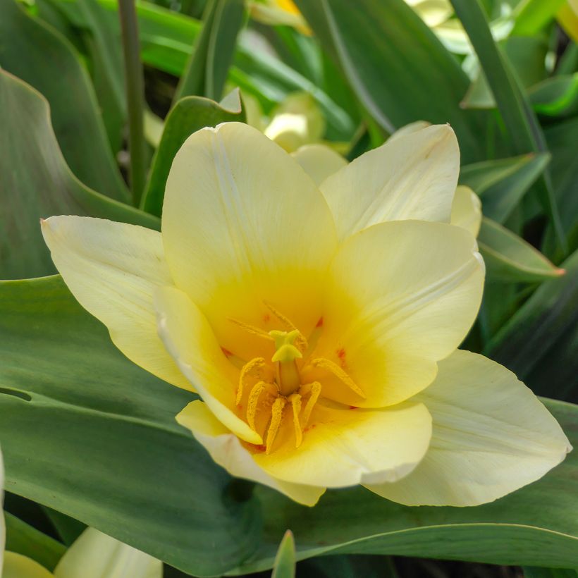 Tulipa greigii White Fire - Greigii‑tulp (Bloei)