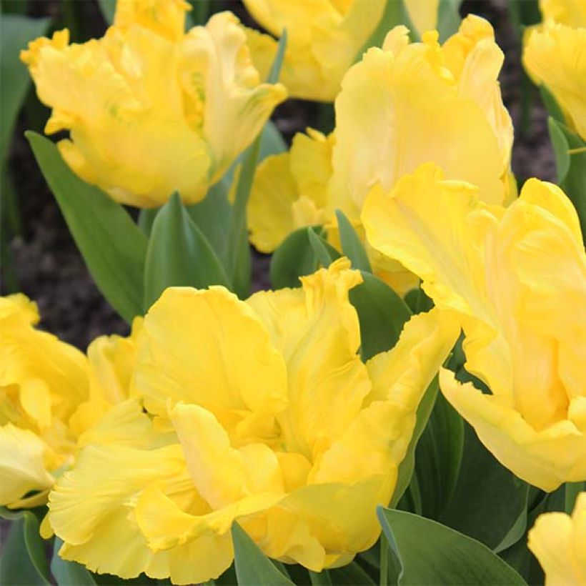 Tulipa Yellow Sun - Papegaaitulp (Bloei)