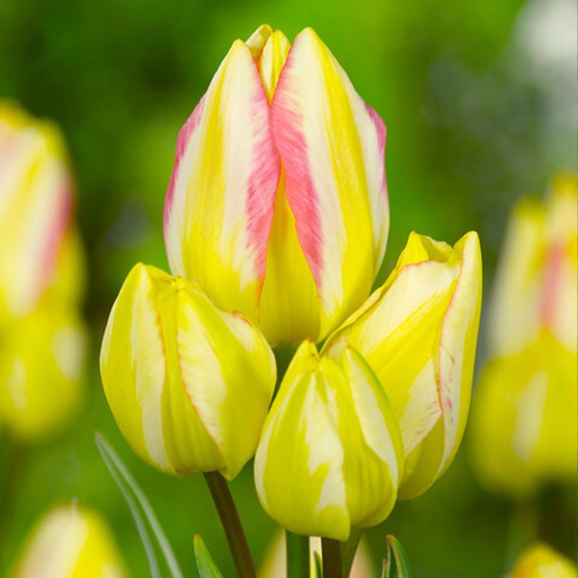 Tulipa Antoinette - Meerbloemige tulp (Bloei)