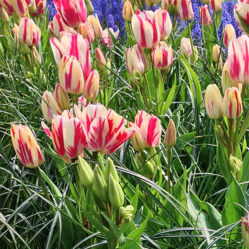 Tulipa Flaming Club - Meerbloemige tulp (Bloei)