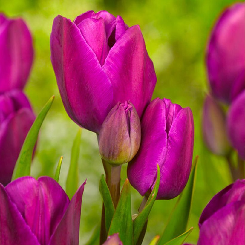 Tulipa Purple Bouquet - Meerbloemige tulp (Bloei)