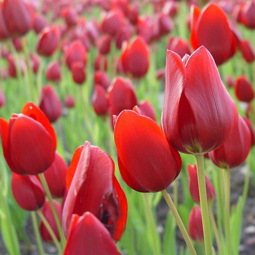 Tulipa Red Georgette - Meerbloemige tulp (Bloei)