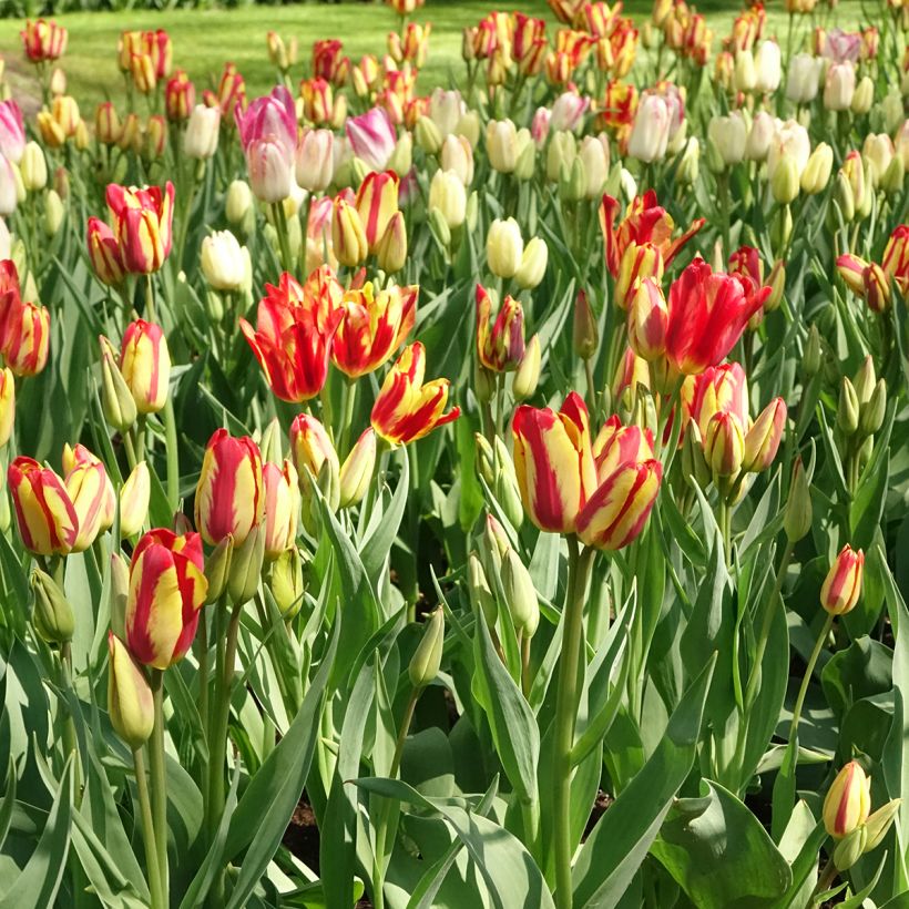 Tulipa Sunshine Club - Meerbloemige tulp (Groeiplaats)