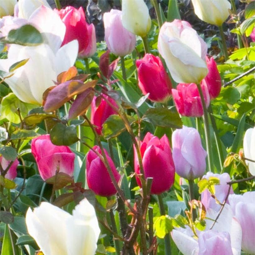 Tulipa Christmas Marvel - Vroegbloeiende enkele tulp (Bloei)