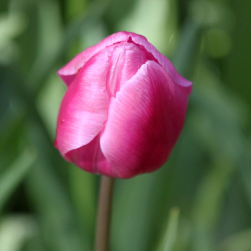 Tulipa Aafke - Vroegbloeiende enkele tulp (Bloei)
