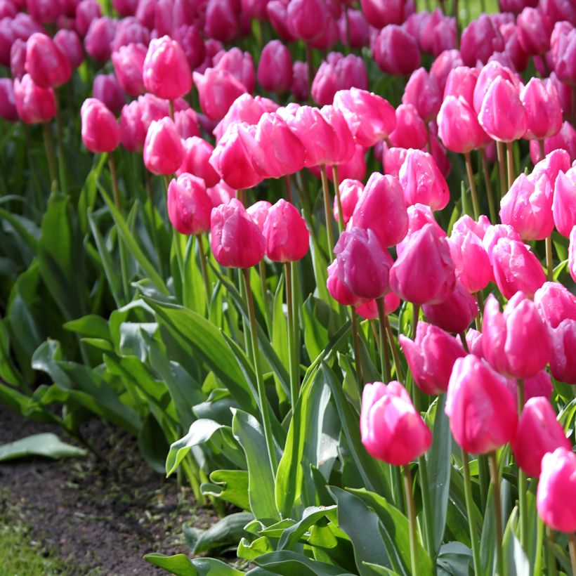 Tulipa Aafke - Vroegbloeiende enkele tulp (Groeiplaats)