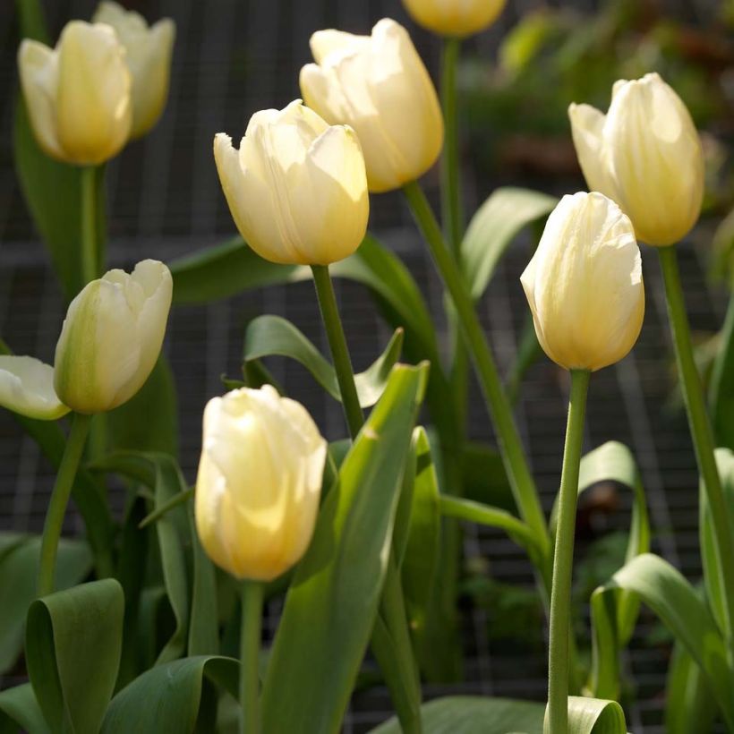 Tulipa Catherina - Laatbloeiende enkele tulp (Bloei)