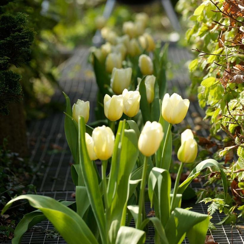 Tulipa Catherina - Laatbloeiende enkele tulp (Groeiplaats)