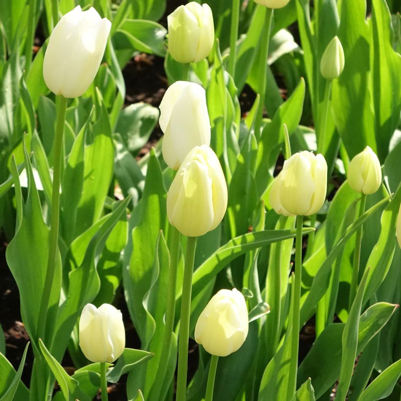 Tulipa Maureen - Laatbloeiende enkele tulp (Groeiplaats)