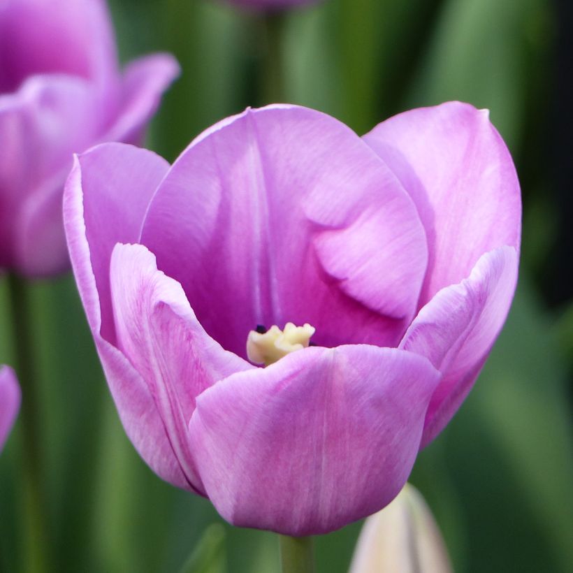 Tulipa Violet Beauty (Blad)