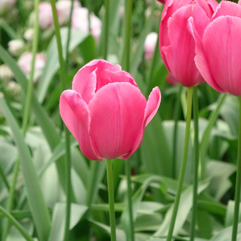 Tulipa Yosemite Wilja - Enkele late tulp (Bloei)