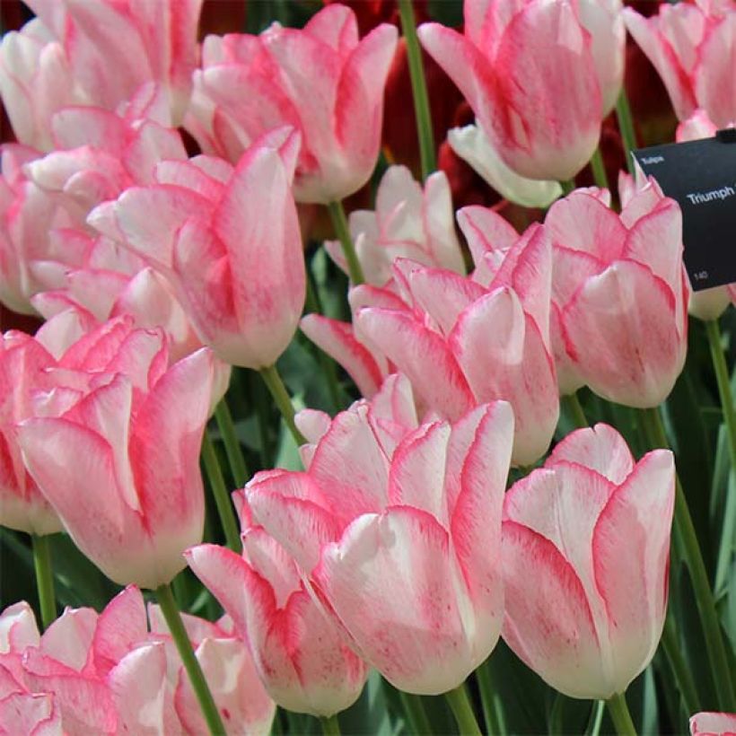 Tulipa Triumph Beauty Trend - Triumphtulp (Bloei)