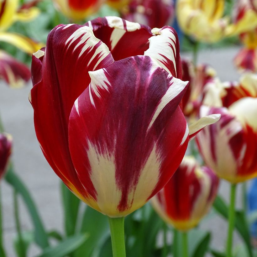 Tulipa Triumph Grand Perfection - Triumphtulp (Bloei)
