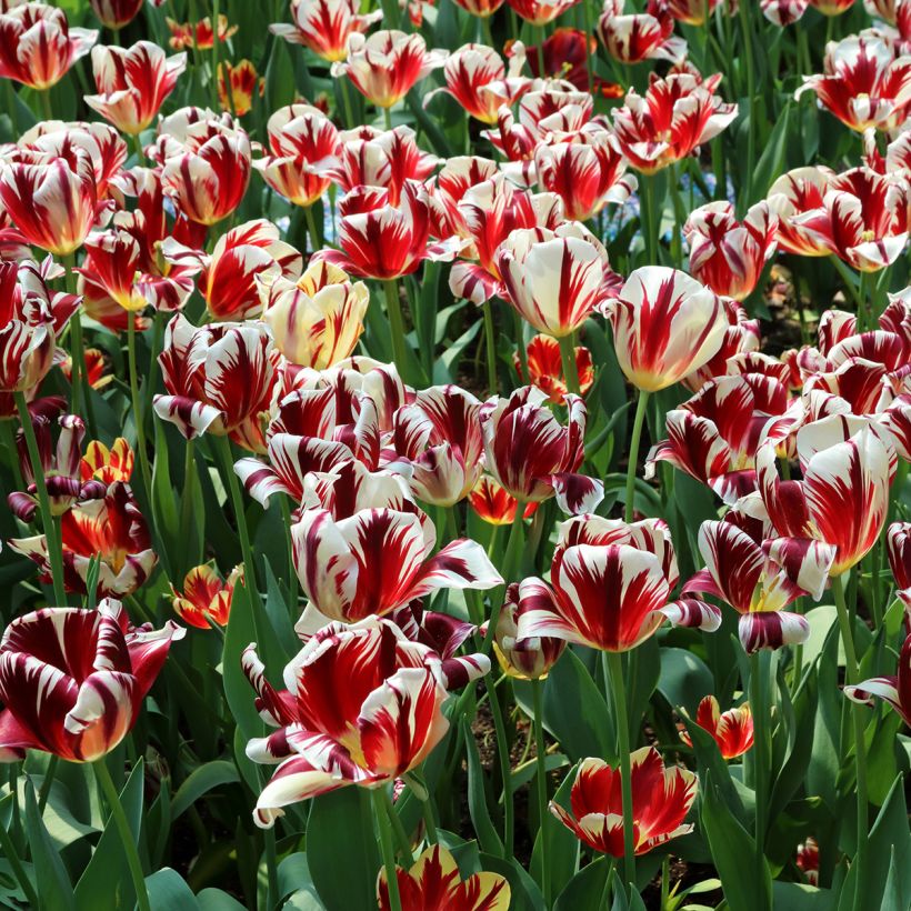 Tulipa Triumph Grand Perfection - Triumphtulp (Groeiplaats)