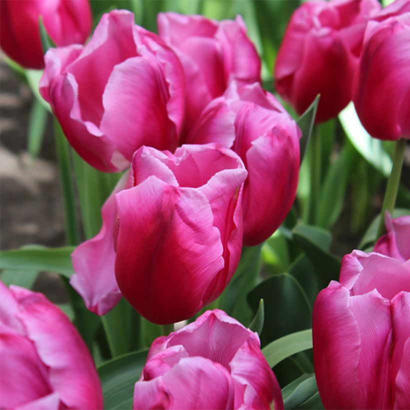 Tulipe Triumph In Love - Triumphtulp (Bloei)