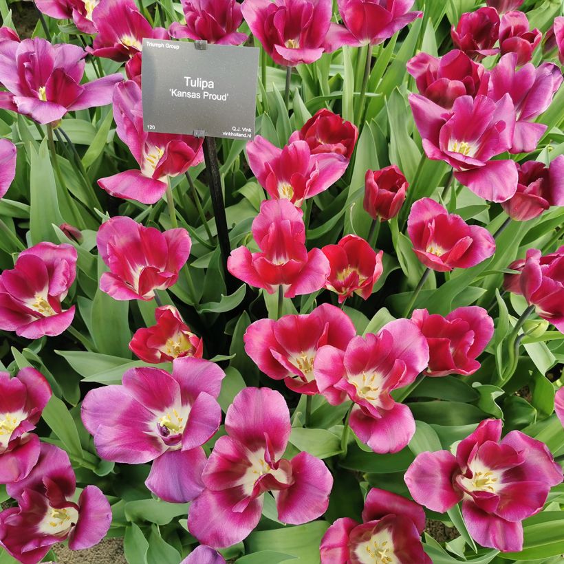 Tulipa Triumph Kansas Proud - Triumphtulp (Groeiplaats)