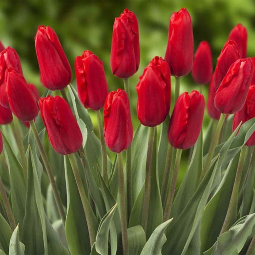 Tulipe Triumph Red Proud - Triumphtulp (Bloei)
