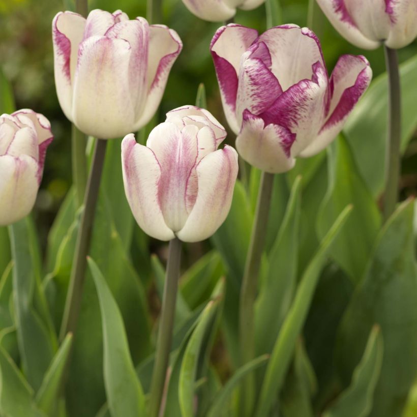 Tulipa Triumph Shiun - Triumphtulp (Groeiplaats)