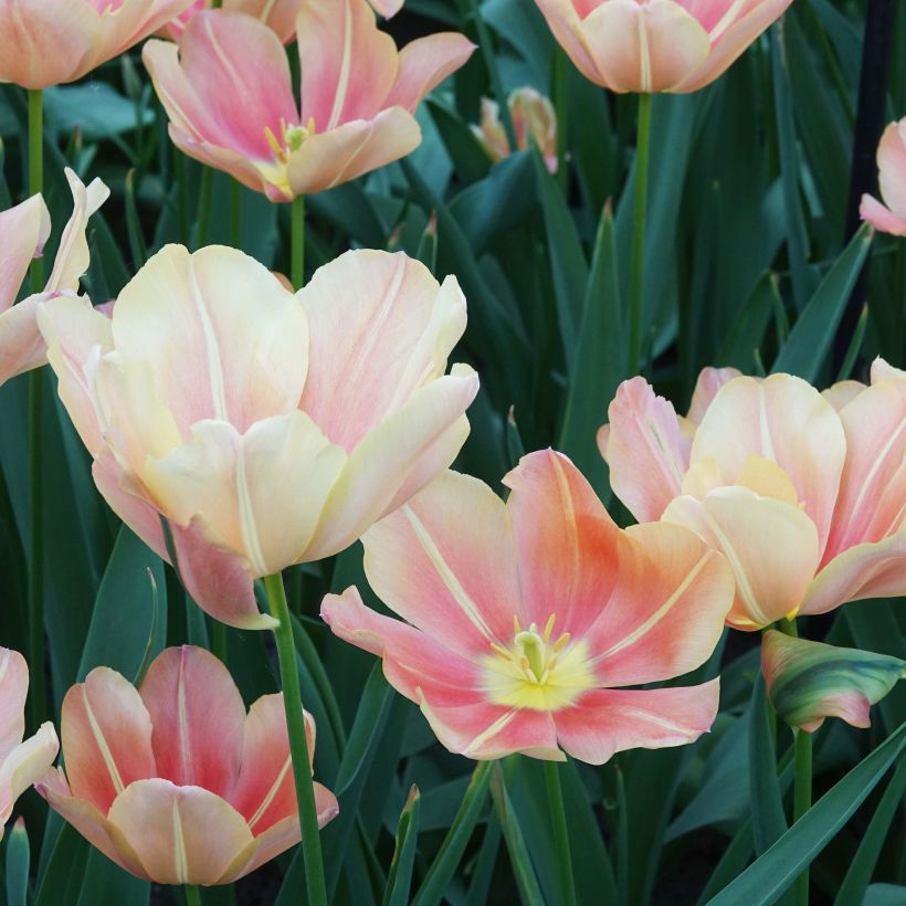 Tulipa Triumph Stunning Star - Triumphtulp (Bloei)