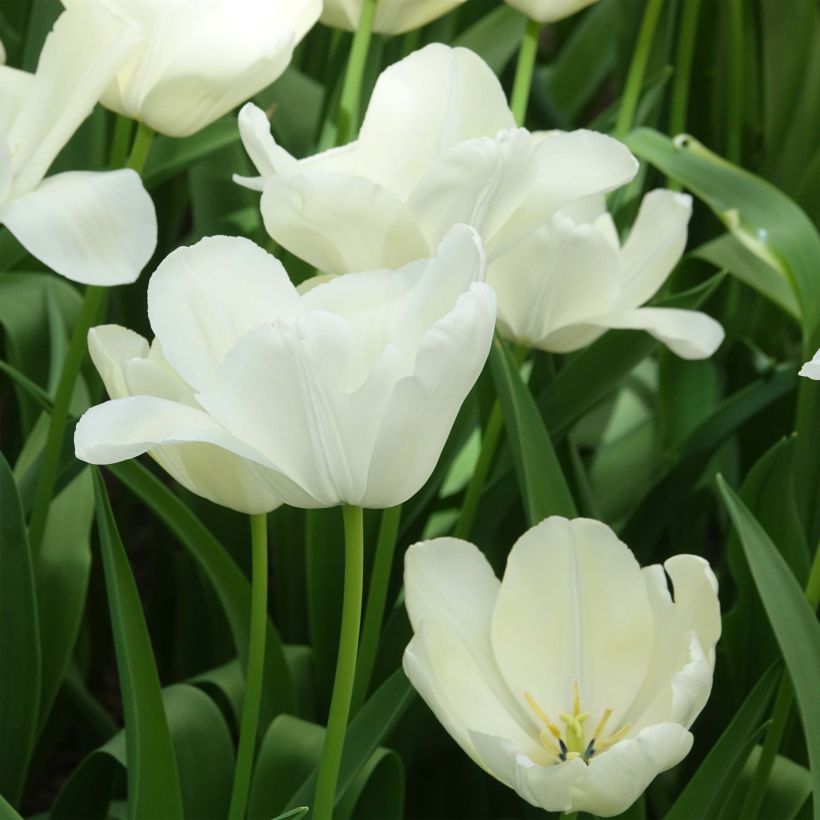 Tulipa Triumph White Proud  - Triumphtulp (Bloei)