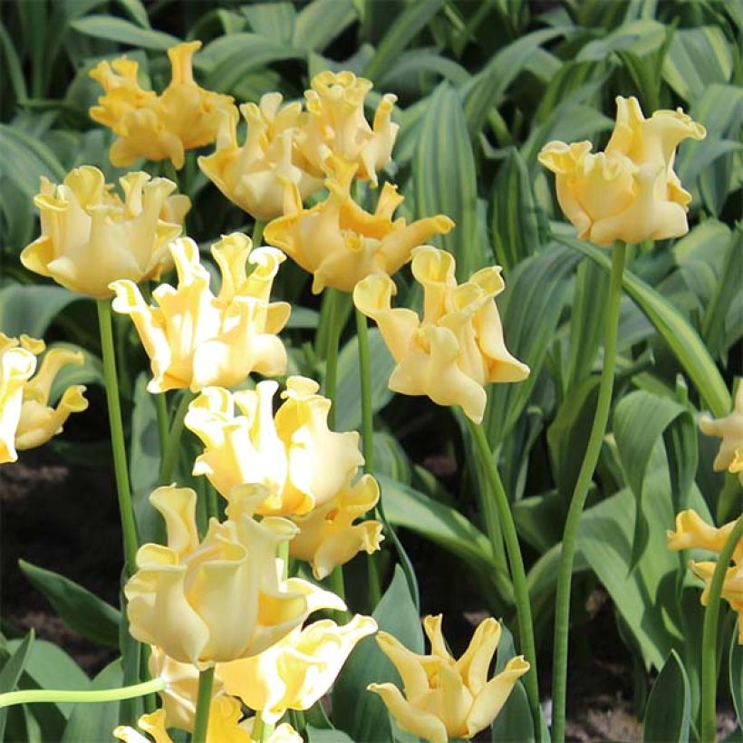 Tulipe Triumph Yellow Crown - Triumph-tulp (Bloei)
