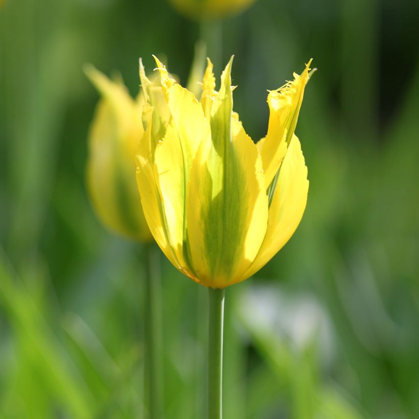 Tulipa viridiflora Green Mile - Viridiflora tulp (Bloei)
