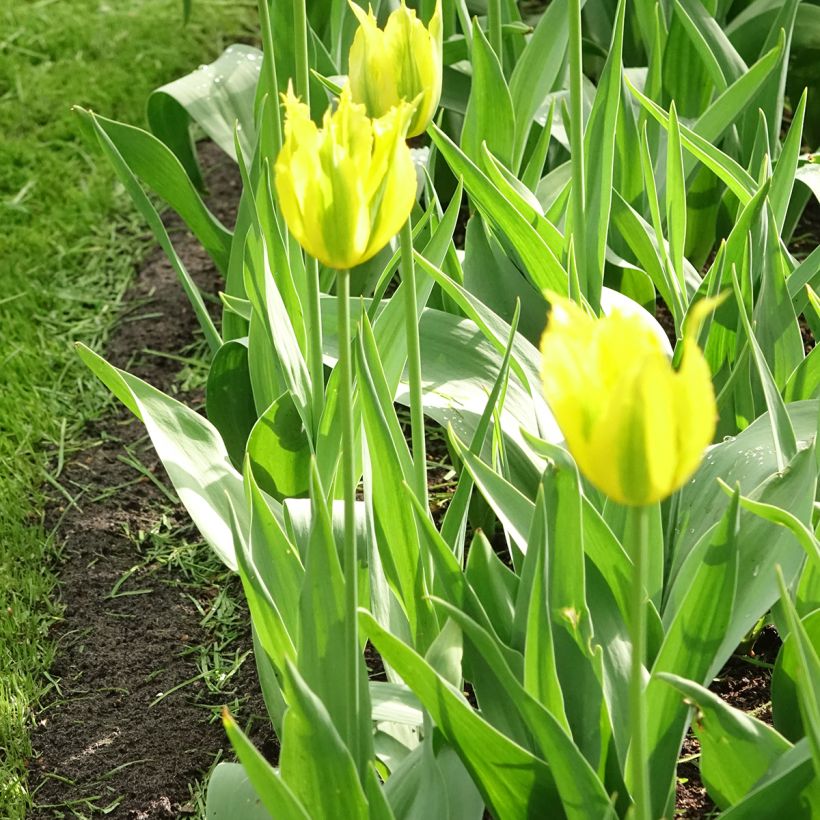 Tulipa viridiflora Green Mile - Viridiflora tulp (Groeiplaats)