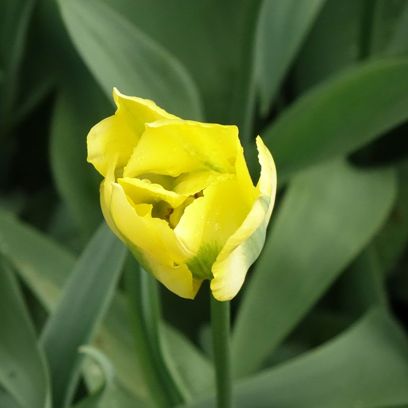Tulipa viridiflora Yellow Spring Green - Viridiflora tulp (Bloei)