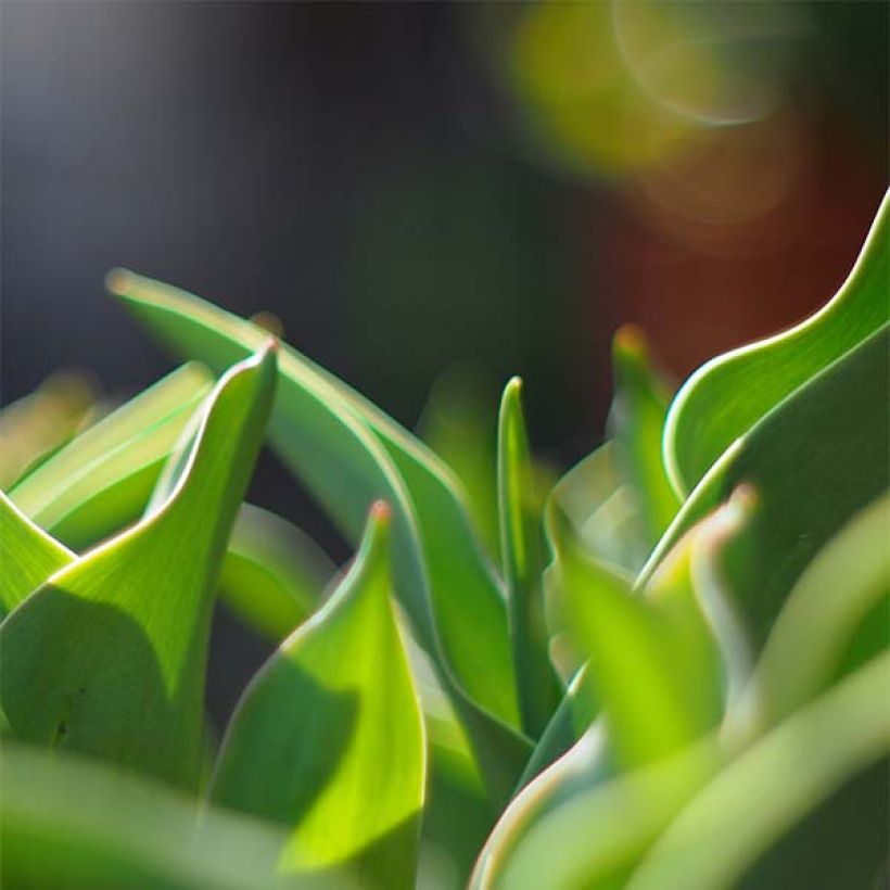 Tulipa Parrot Prince - Papegaaitulp (Blad)
