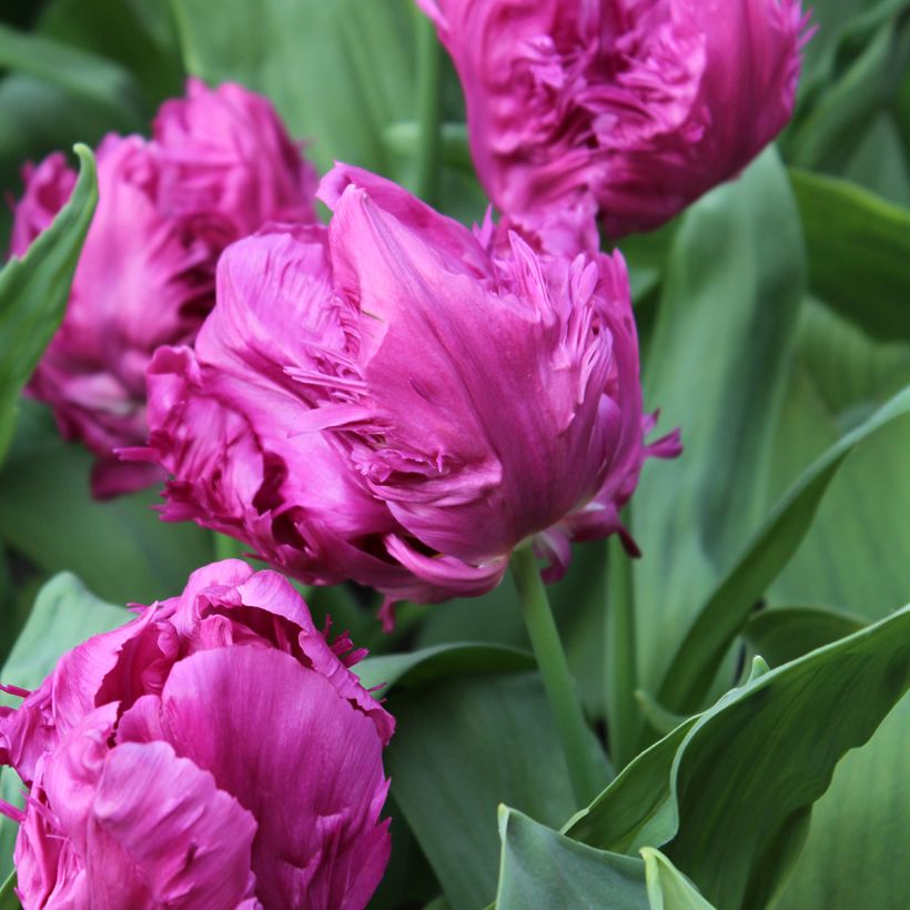 Tulipa Parrot Prince - Papegaaitulp (Bloei)