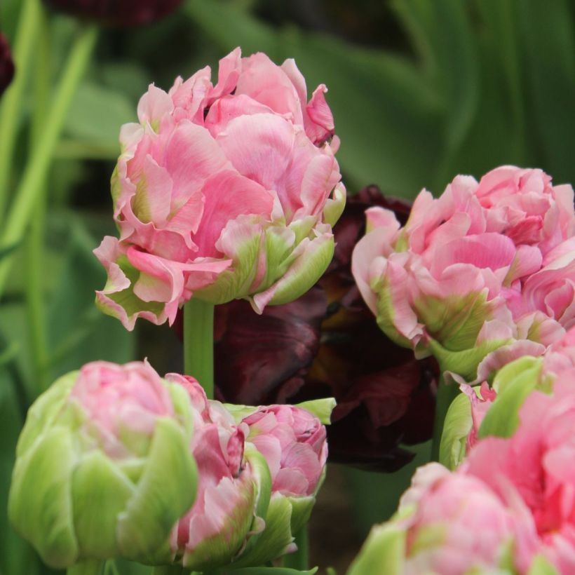 Tulipa Double Arosa - Dubbele late tulp (Bloei)