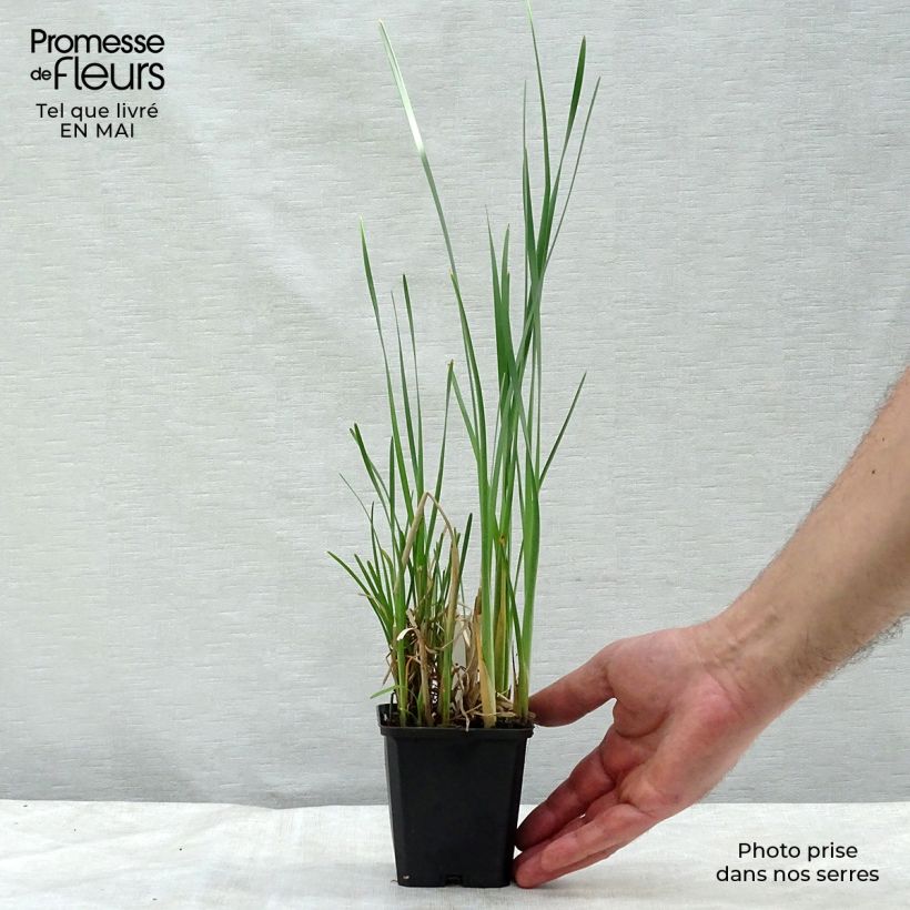 Exemplaar van Typha latifolia - Grote lisdodde Kweekpotje van 8/9 cm zoals geleverd in de lente