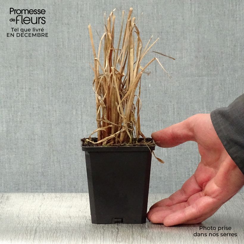 Example of Typha latifolia - Grote lisdodde Kweekpotje van 8/9 cm as you get in hiver