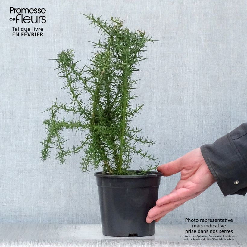 Example of Ulex europaeus - Gaspeldoorn Pot van 1 l/1,5 l as you get in hiver