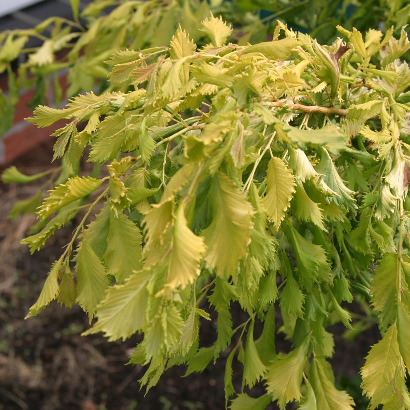 Ulmus minor Viminalis Aurea - Gladde iep (Blad)