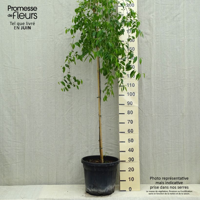 Exemplaar van Ulmus carpinifolia Pendula - Gladbladige iep Pot de 30L/35L, Stengel zoals geleverd in de lente