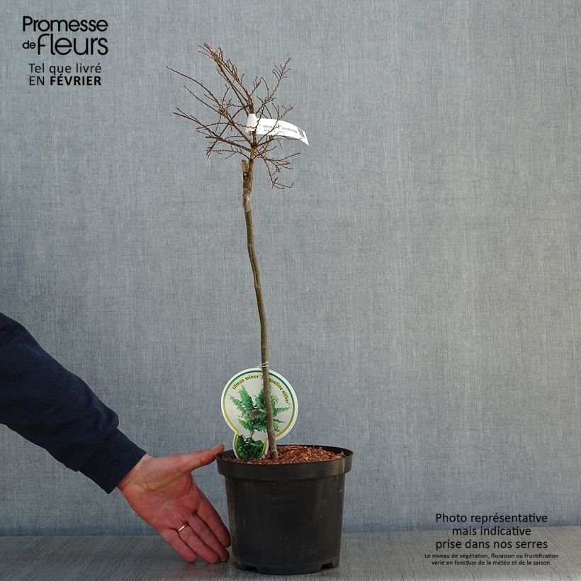 Example of Ulmus hollandica Jacqueline Hillier - Orme nain Pot van 4 l/5 l as you get in hiver